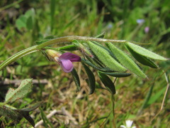Vicia lathyroides