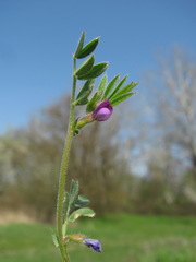 Vicia lathyroides