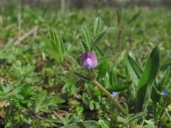 Vicia lathyroides