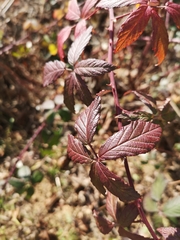 Rubus