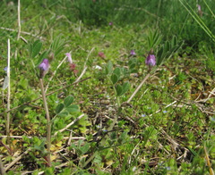 Vicia lathyroides