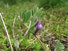 Vicia lathyroides