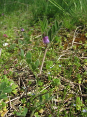 Vicia lathyroides