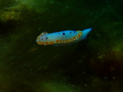 Mexichromis macropus