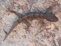 Tarentola boettgeri