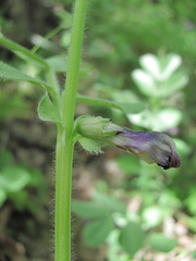 Vicia narbonensis