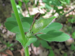 Vicia narbonensis