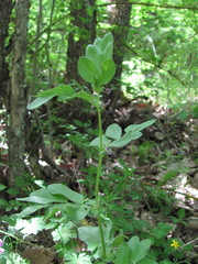 Vicia narbonensis