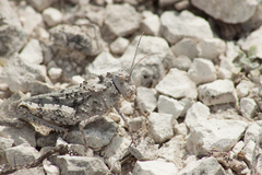 Asiotmethis muricatus