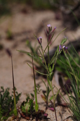 Malcolmia ramosissima