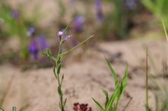 Malcolmia ramosissima