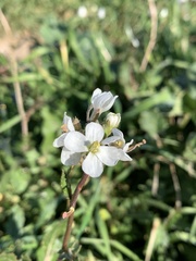 Diplotaxis erucoides