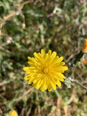 Asteraceae