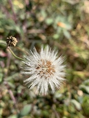 Asteraceae