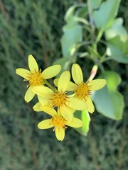 Senecio angulatus