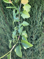Senecio angulatus
