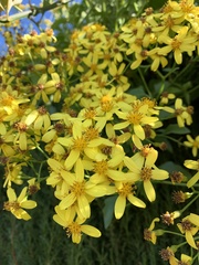Senecio angulatus