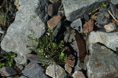 Cardamine uliginosa