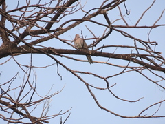 Streptopelia chinensis