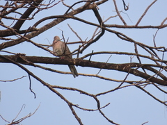 Streptopelia chinensis
