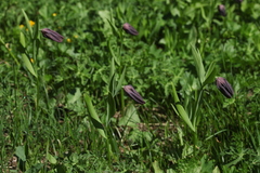 Fritillaria latifolia