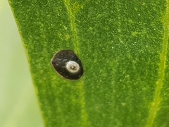 Chrysomphalus aonidum