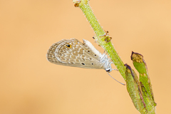 Euchrysops malathana