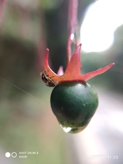 Clerodendrum laevifolium