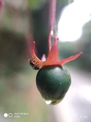 Clerodendrum laevifolium