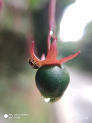 Clerodendrum laevifolium