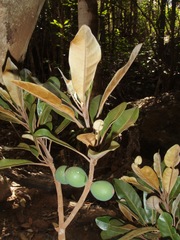 Pycnandra acuminata