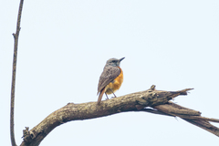 Monticola angolensis