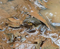 Platyplectrum fletcheri