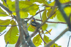 Emberiza cabanisi