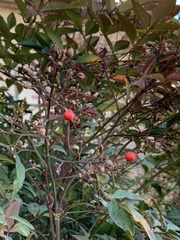 Nandina domestica