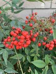Nandina domestica