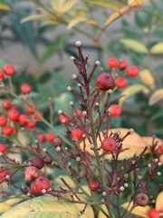 Nandina domestica