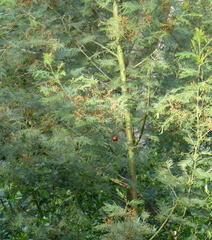 Lagonosticta rubricata