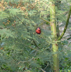 Lagonosticta rubricata