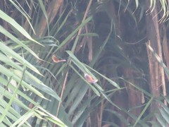 Elymnias hypermnestra