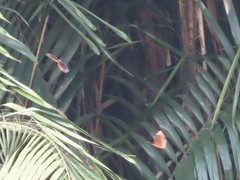 Elymnias hypermnestra