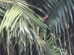 Elymnias hypermnestra