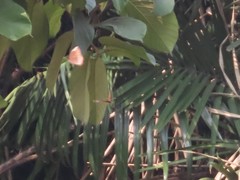 Elymnias hypermnestra