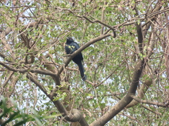 Eudynamys scolopaceus