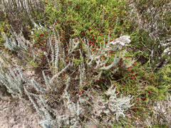 Eriocephalus racemosus