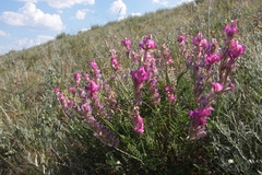 Hedysarum kulikovii
