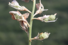 Hedysarum kulikovii