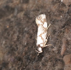 Machetis aphrobola