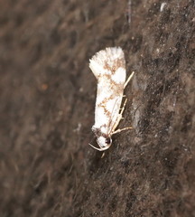 Machetis aphrobola