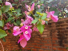 Bougainvillea